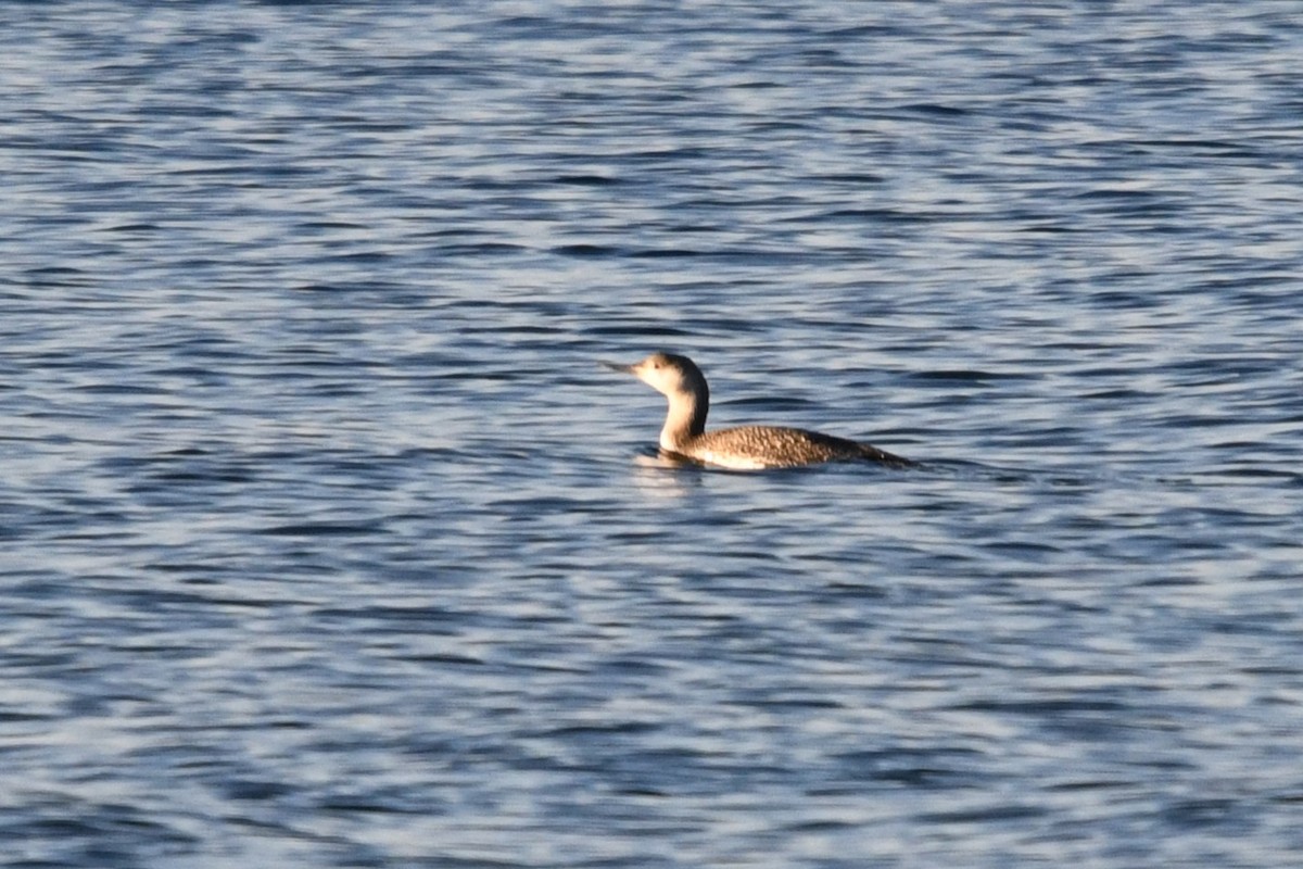 Red-throated Loon - ML645612998