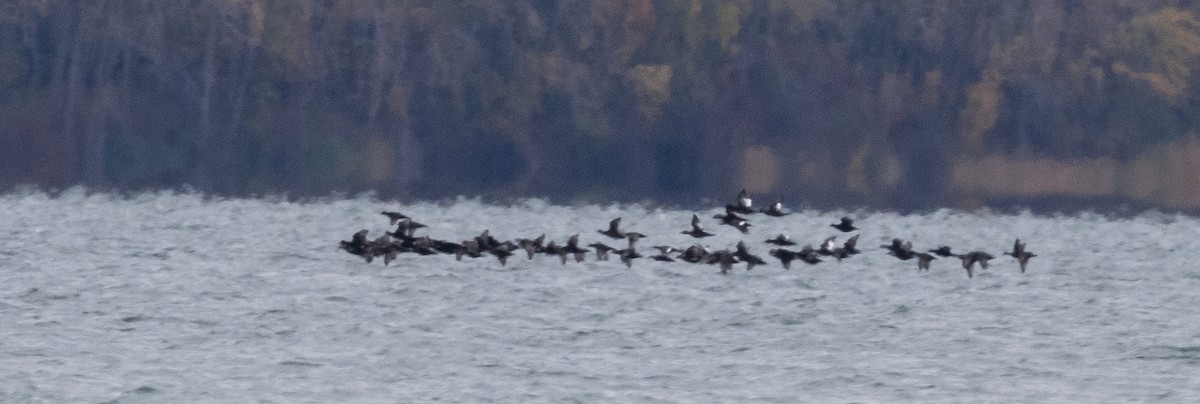 White-winged Scoter - ML645613000