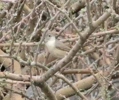 Menetries's Warbler - ML645613001