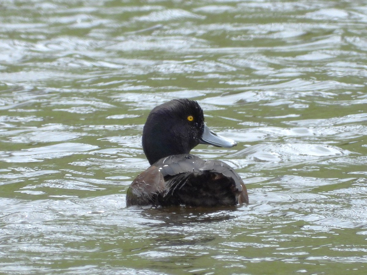 New Zealand Scaup - ML645613002