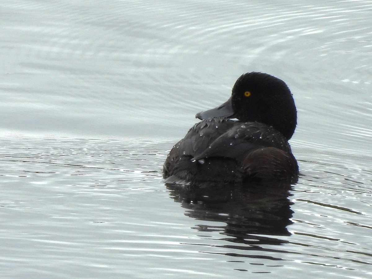 New Zealand Scaup - ML645613003