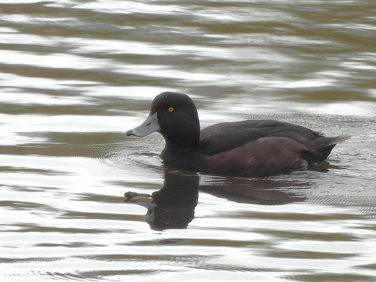 New Zealand Scaup - ML645613004