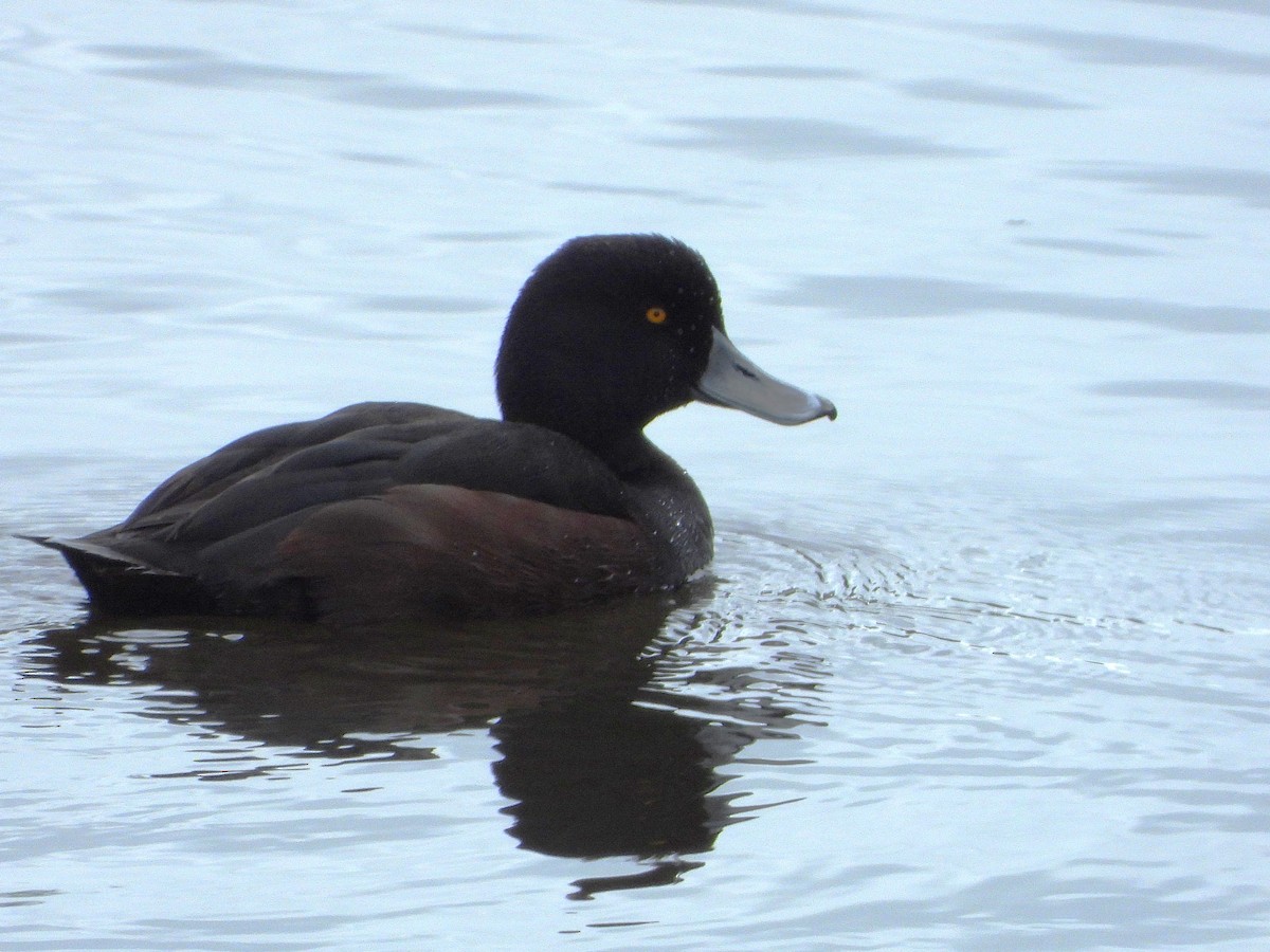 New Zealand Scaup - ML645613005