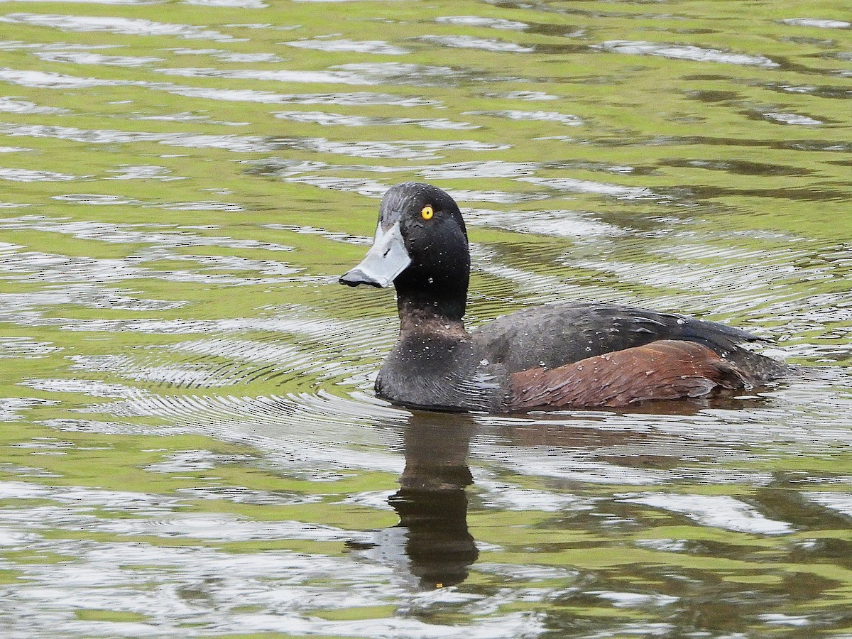 New Zealand Scaup - ML645613006