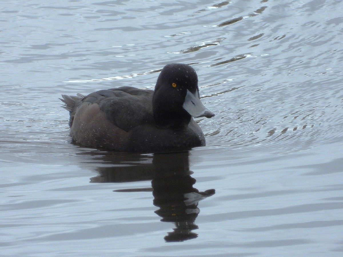 New Zealand Scaup - ML645613007