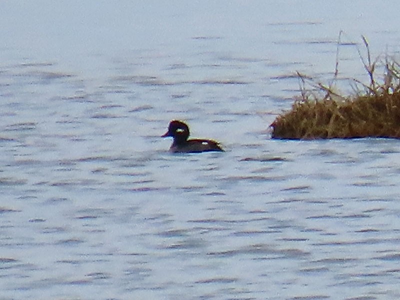 Bufflehead - ML645613009