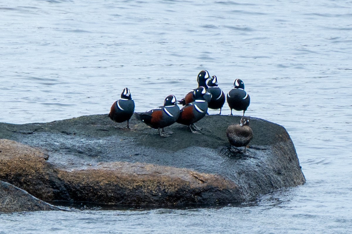 Harlequin Duck - ML645613010