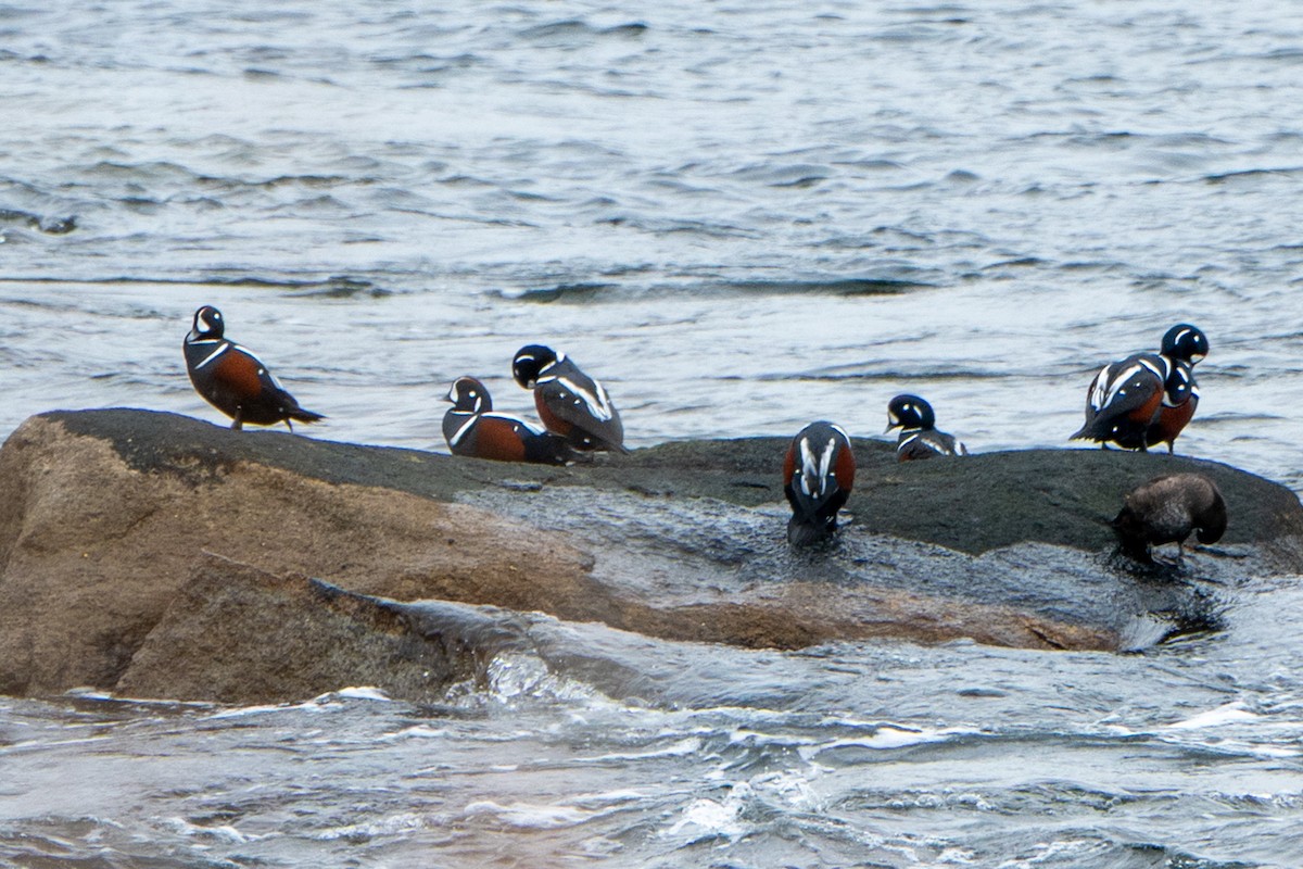 Harlequin Duck - ML645613011