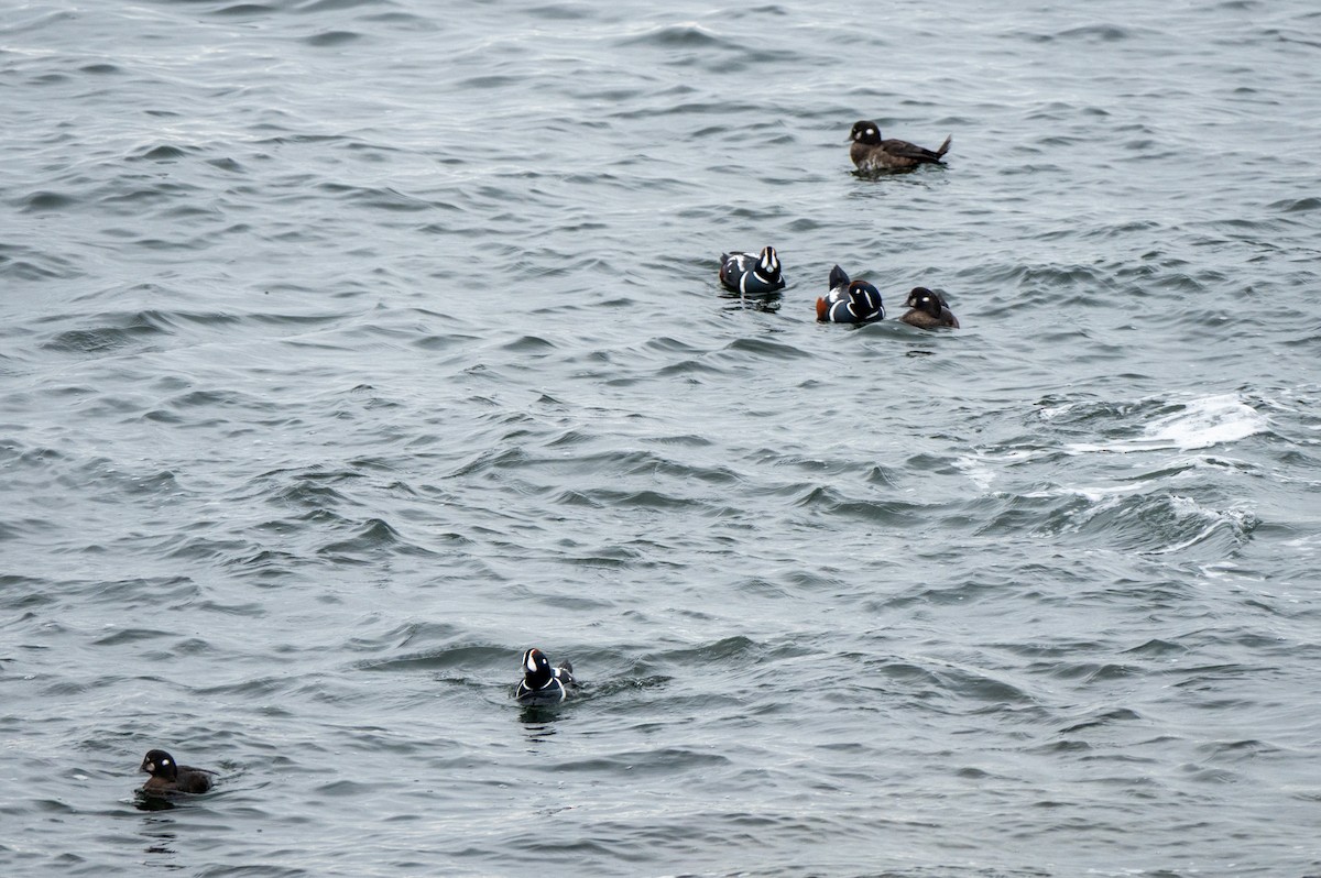 Harlequin Duck - ML645613012