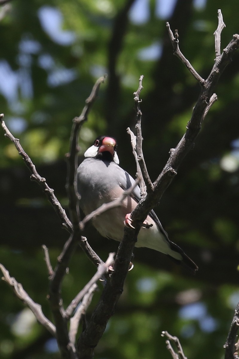 Java Sparrow - ML645613014