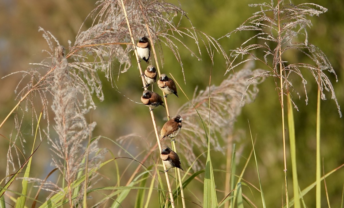 Chestnut-breasted Munia - ML645613015