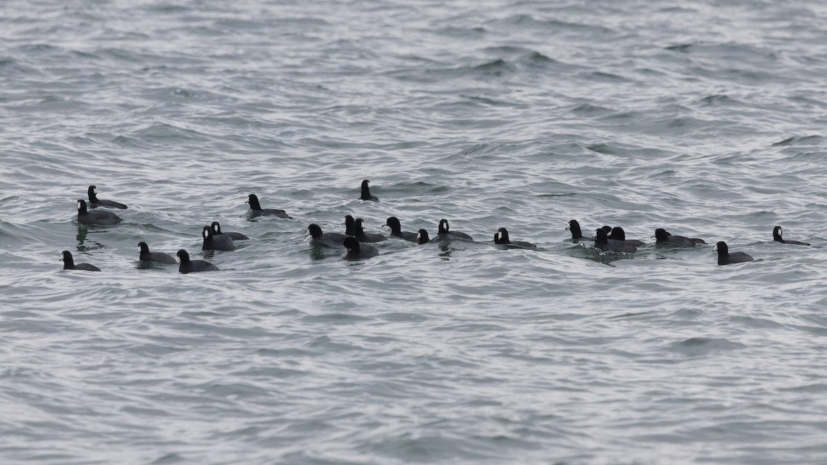 American Coot (Red-shielded) - ML645613016