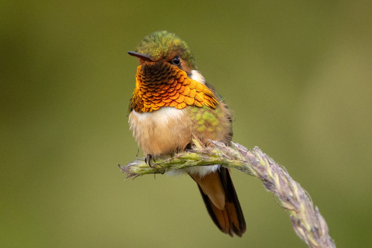 Scintillant Hummingbird - ML645613018