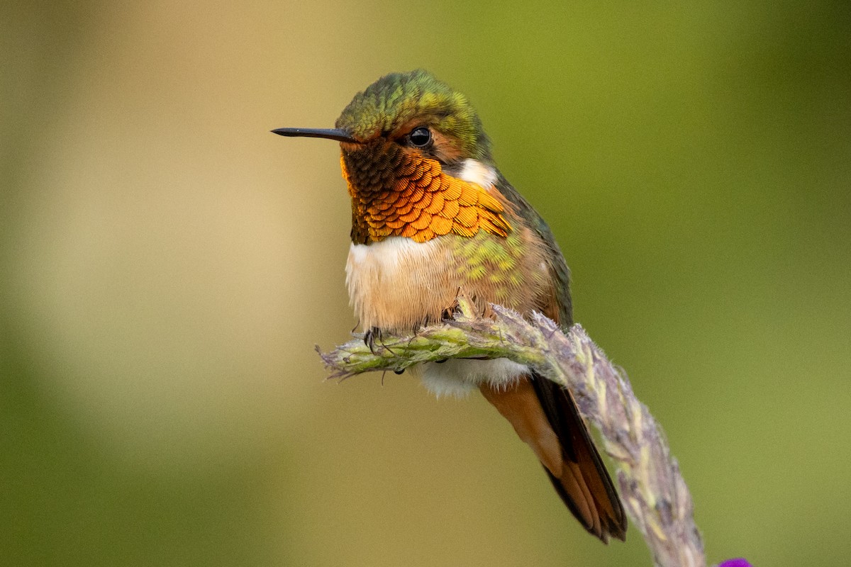 Scintillant Hummingbird - ML645613019