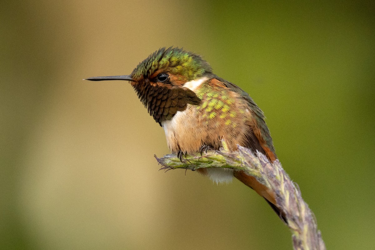 Scintillant Hummingbird - ML645613020