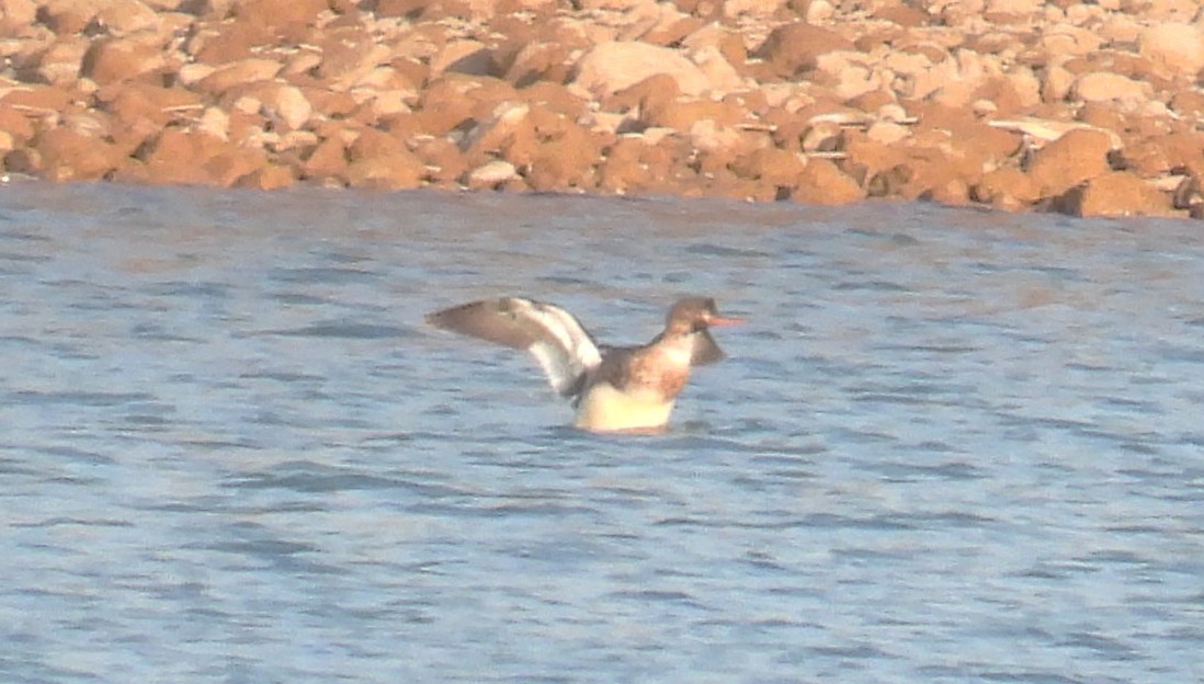 Red-breasted Merganser - ML645613027