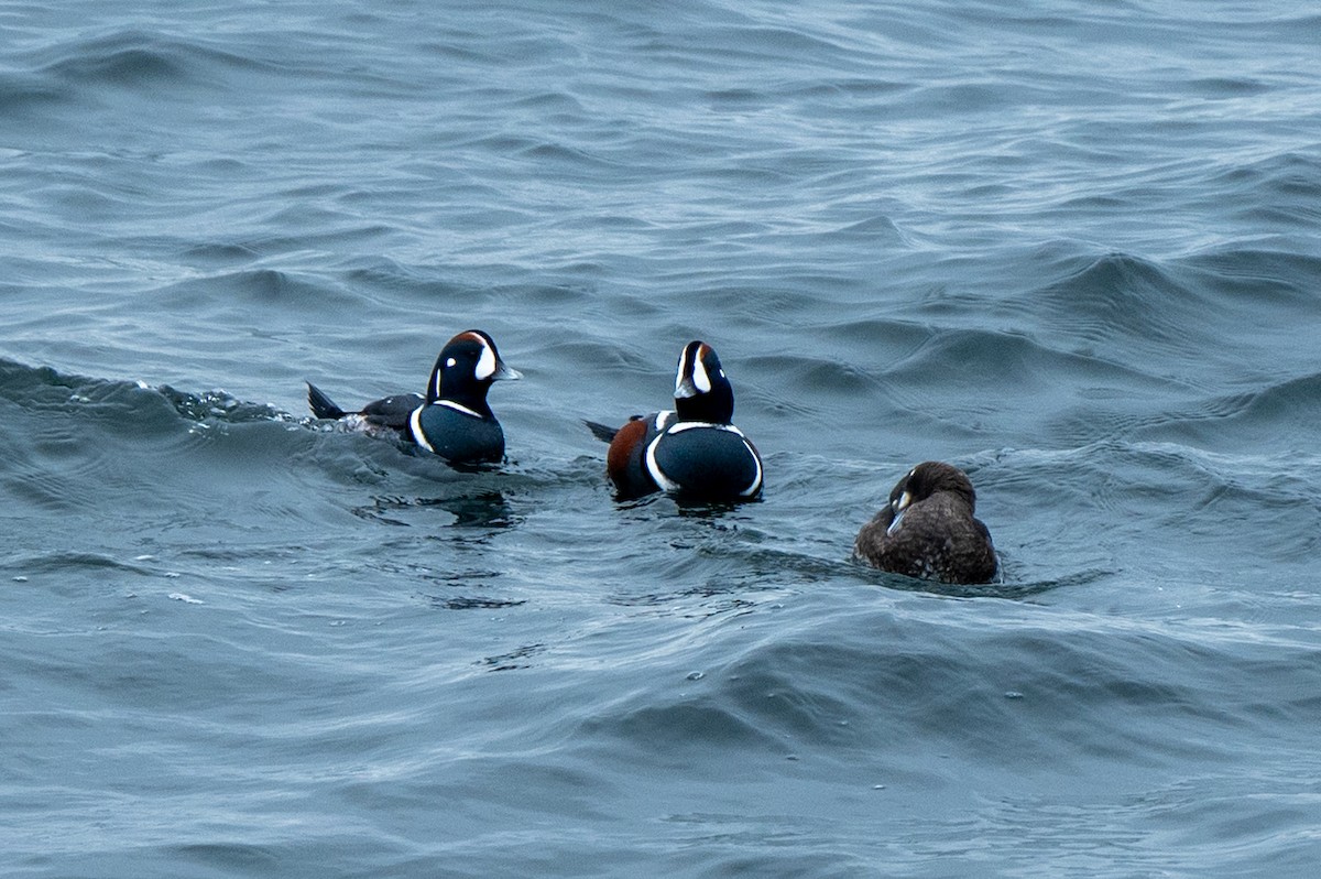 Ahate arlekina - ML645613028