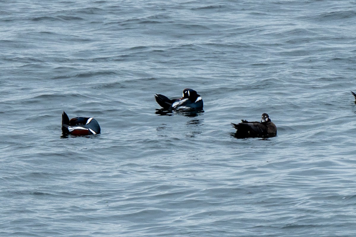 Ahate arlekina - ML645613029