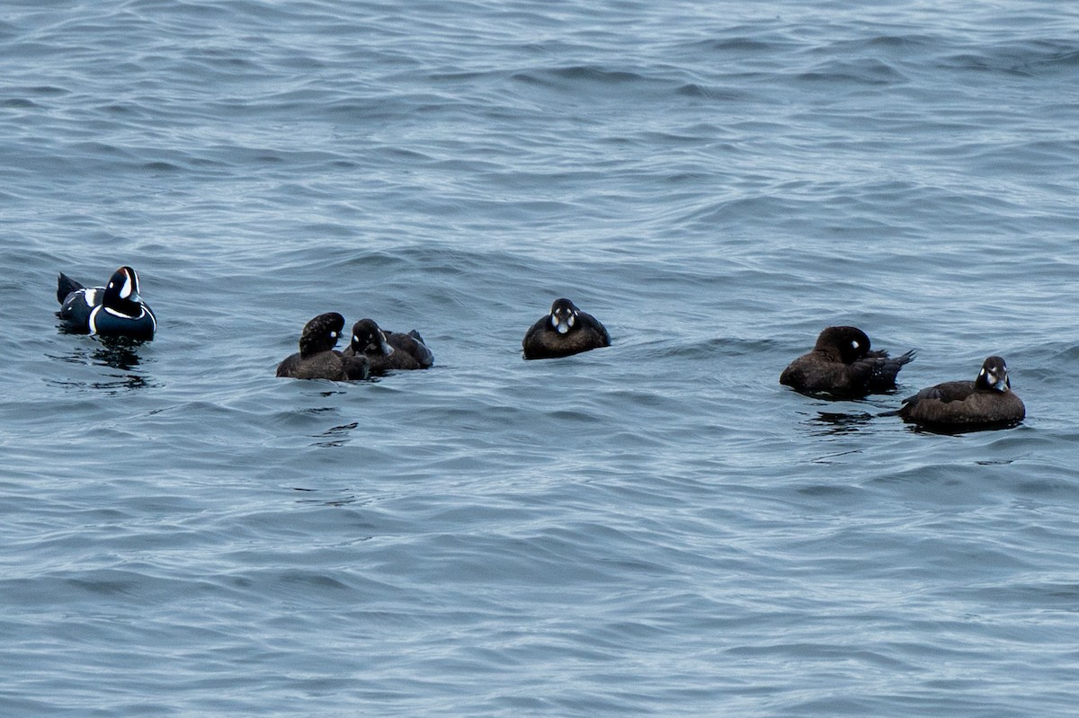 Ahate arlekina - ML645613030