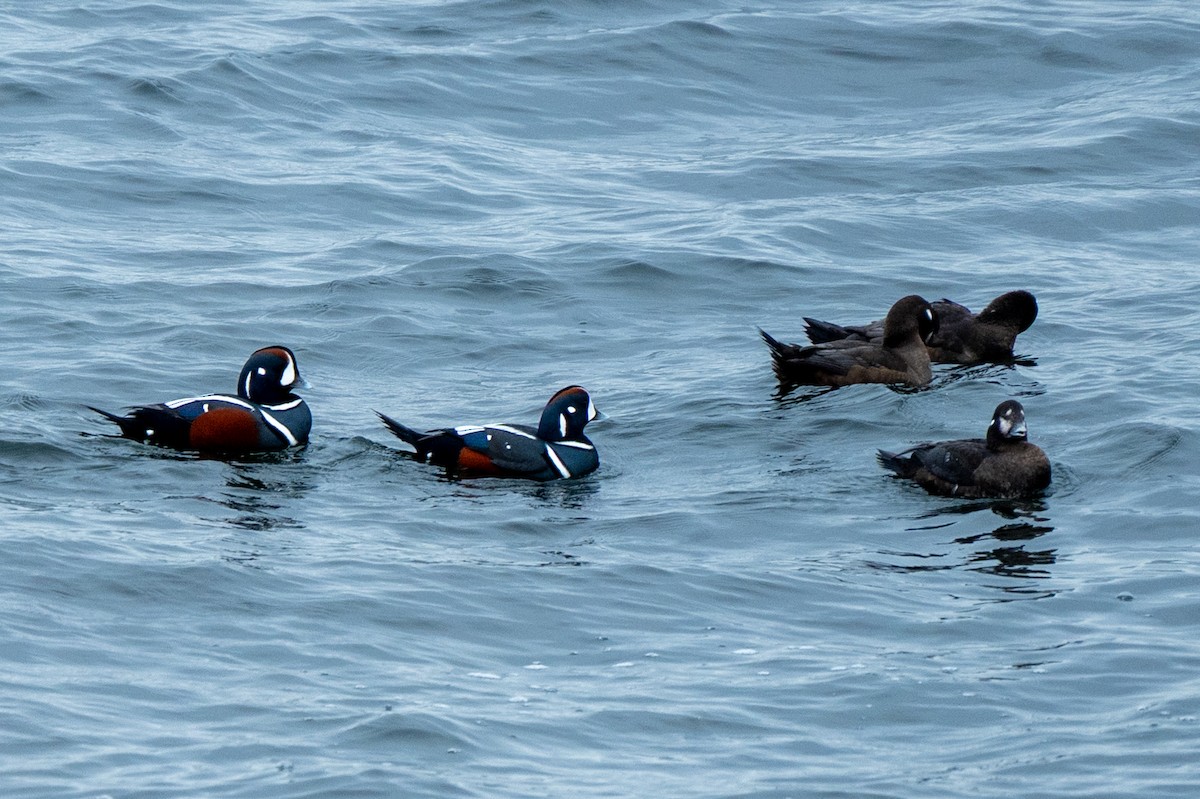 Ahate arlekina - ML645613031