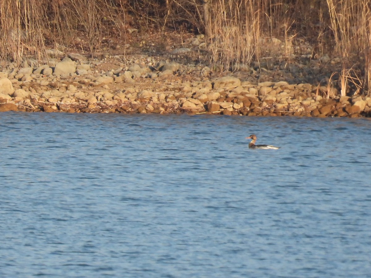 Red-breasted Merganser - ML645613032
