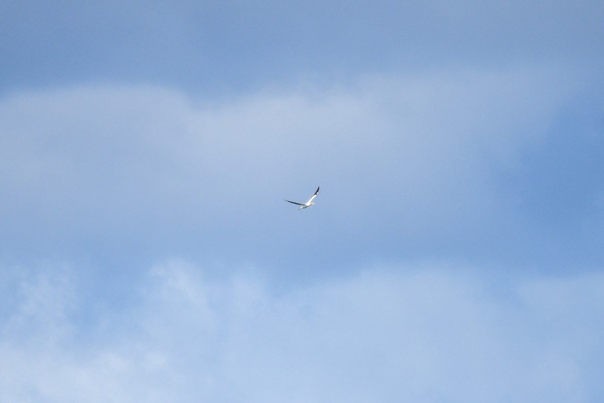 Australasian Gannet - ML645613033