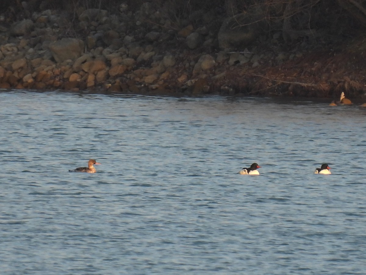 Red-breasted Merganser - ML645613034