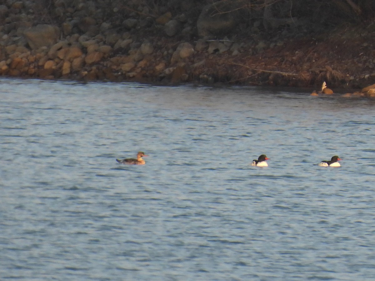 Red-breasted Merganser - ML645613037