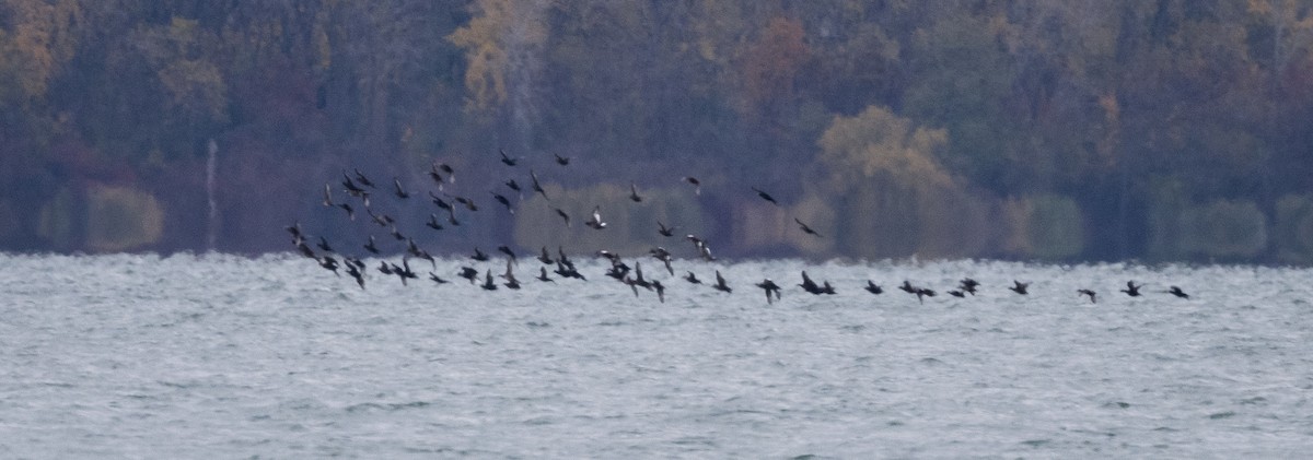 turpan žlutozobý - ML645613041