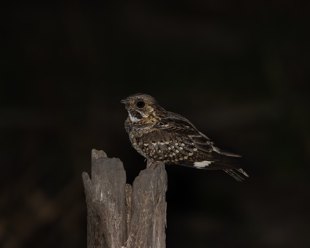 Little Nightjar - ML645613048