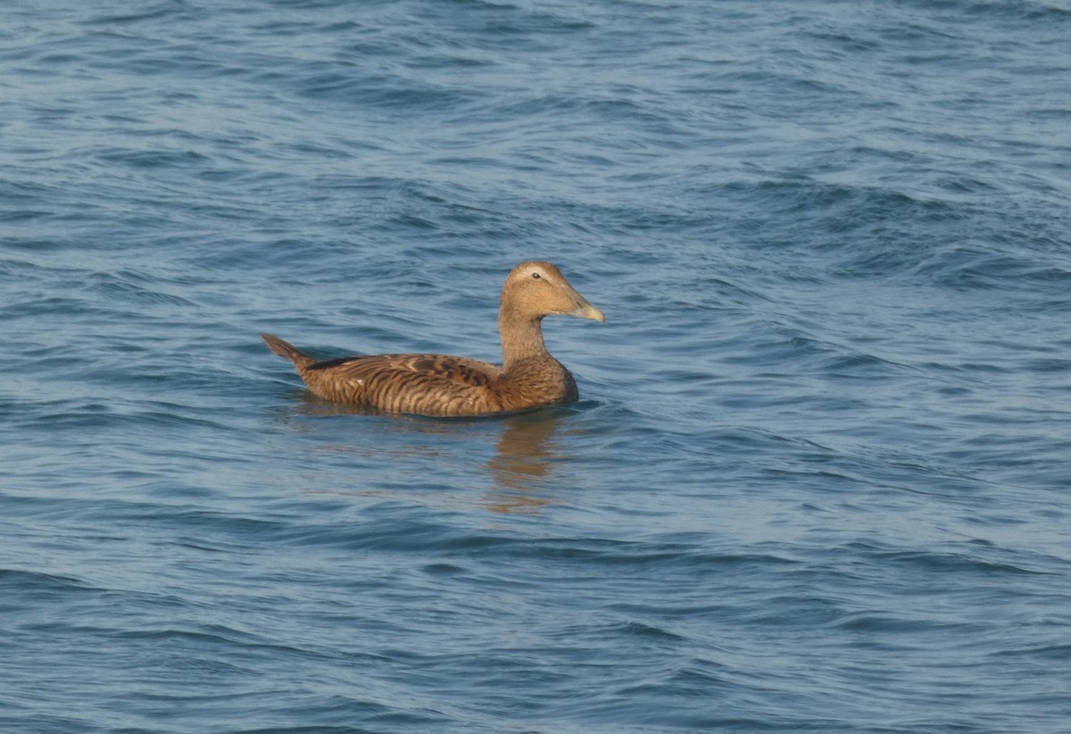 Common Eider - ML645613053