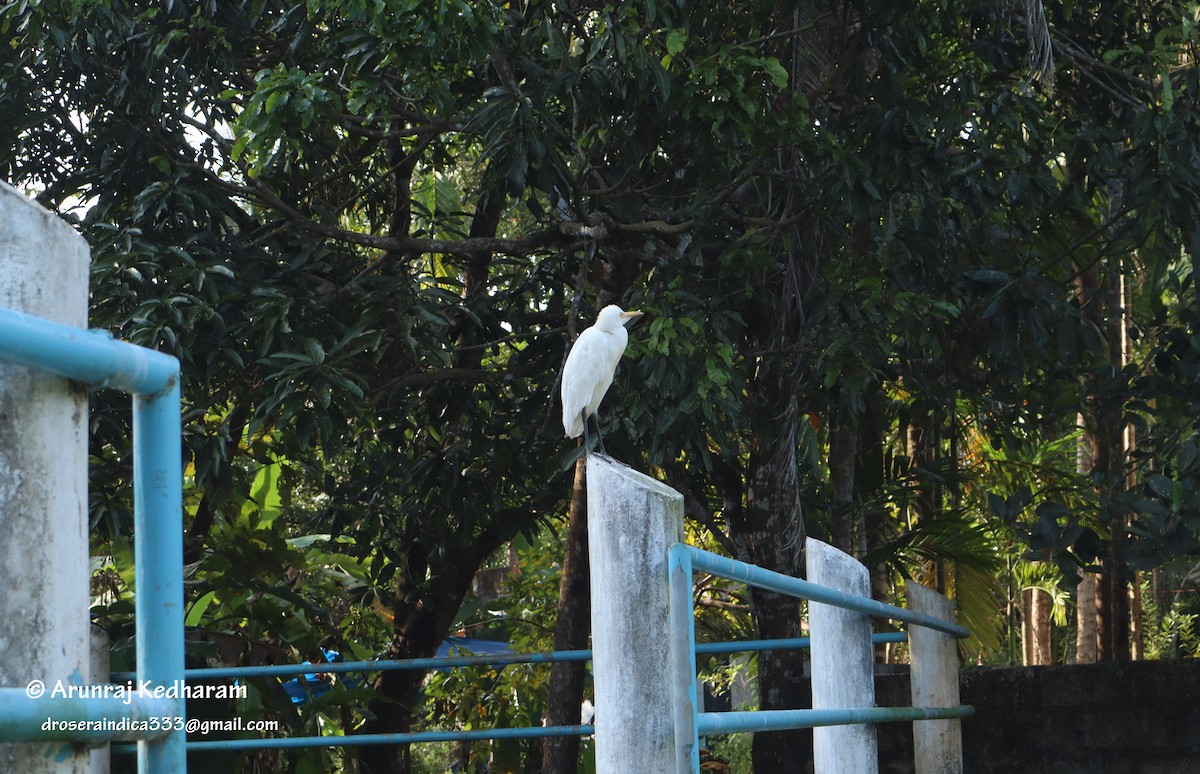 Eastern Cattle-Egret - ML645613056