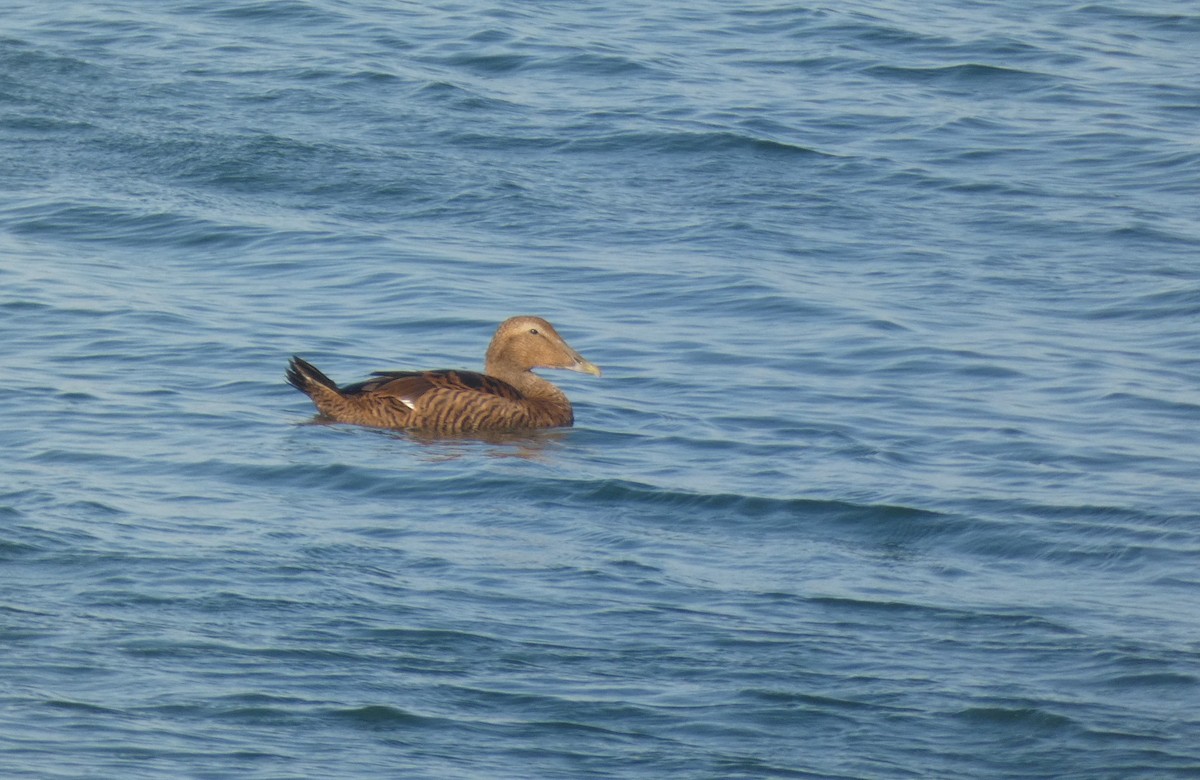 Common Eider - ML645613057