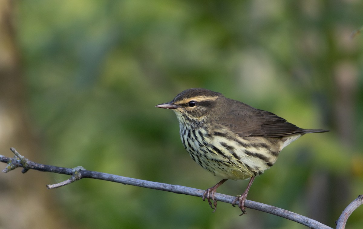 Northern Waterthrush - ML645613058