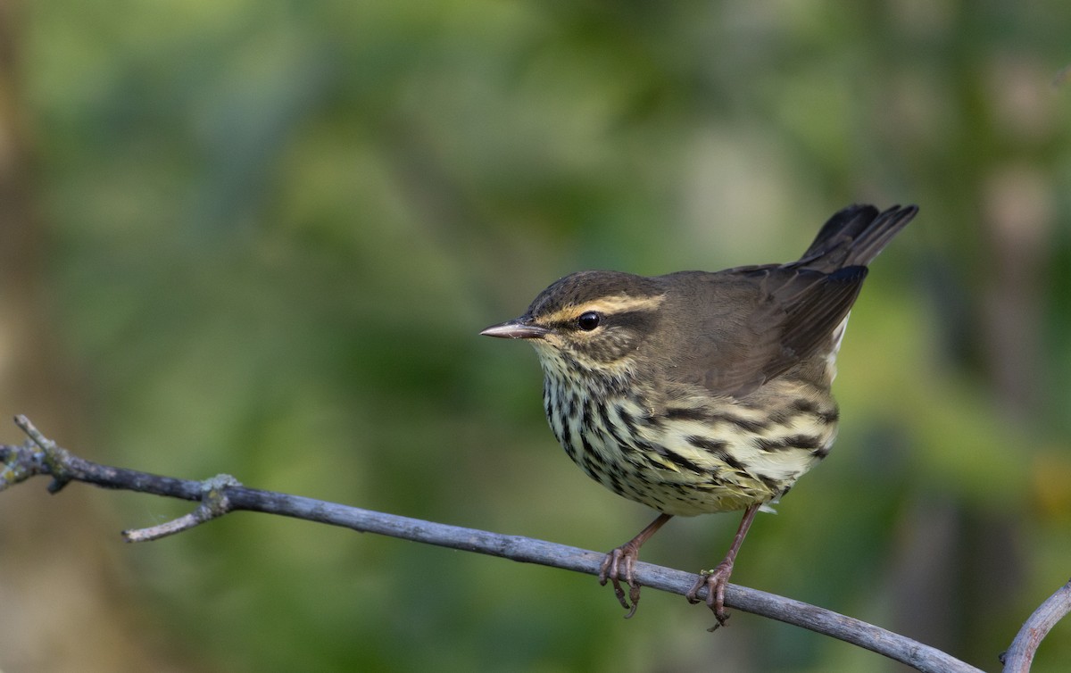 Northern Waterthrush - ML645613059