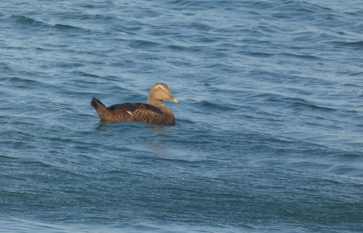 Common Eider - ML645613065