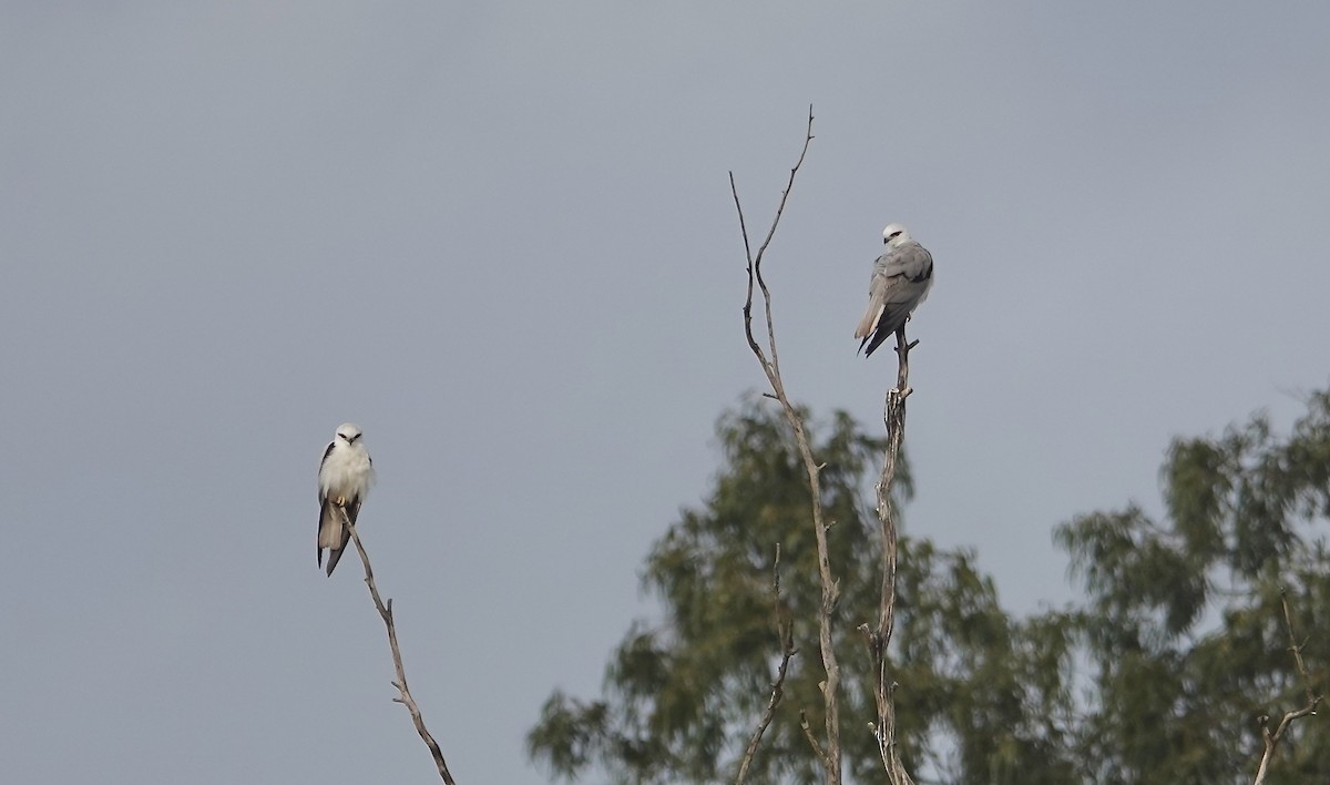 Black-shouldered Kite - ML645613069