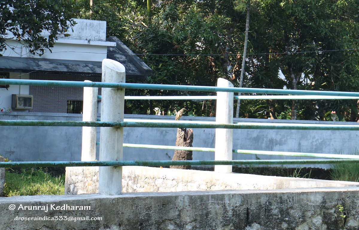 Indian Pond-Heron - ML645613076