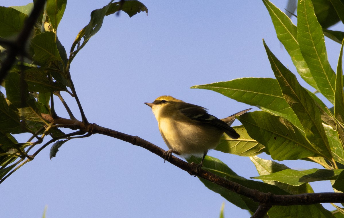Bay-breasted Warbler - ML645613078