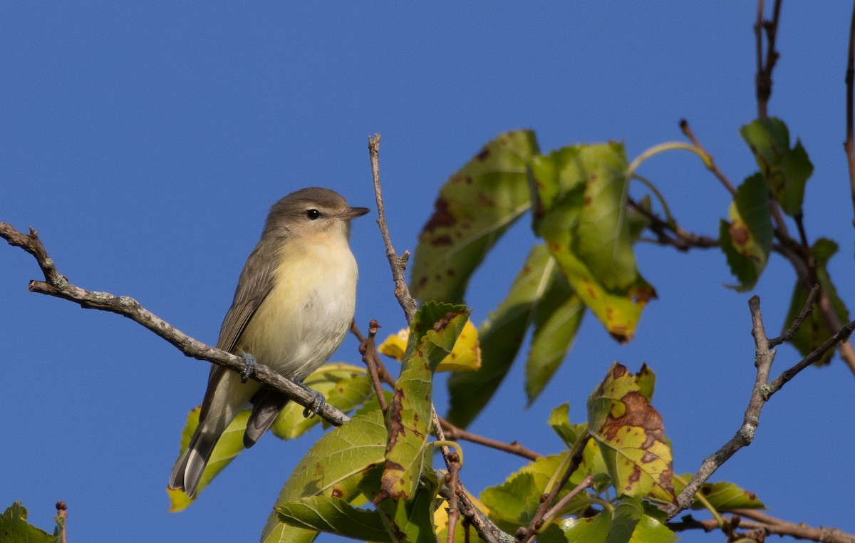 Eastern Warbling Vireo - ML645613083