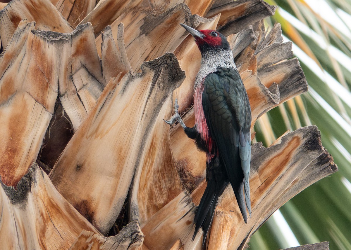 Lewis's Woodpecker - ML645613092