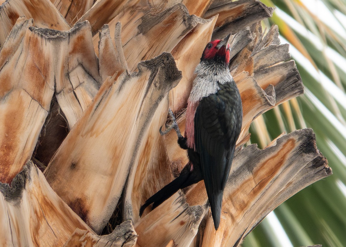 Lewis's Woodpecker - ML645613093