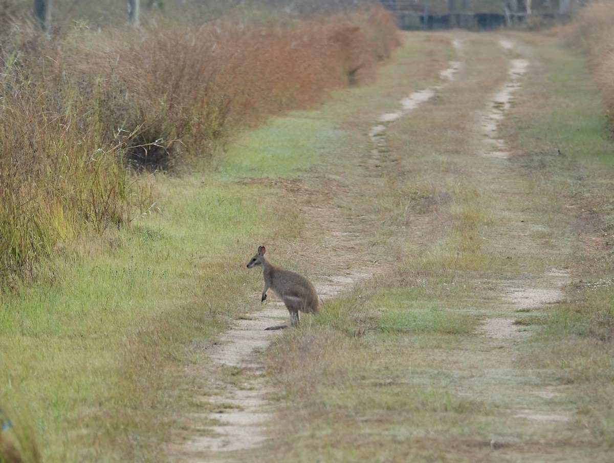 Agile Wallaby - ML645613095