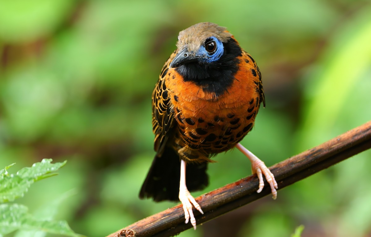 Ocellated Antbird - ML645613098