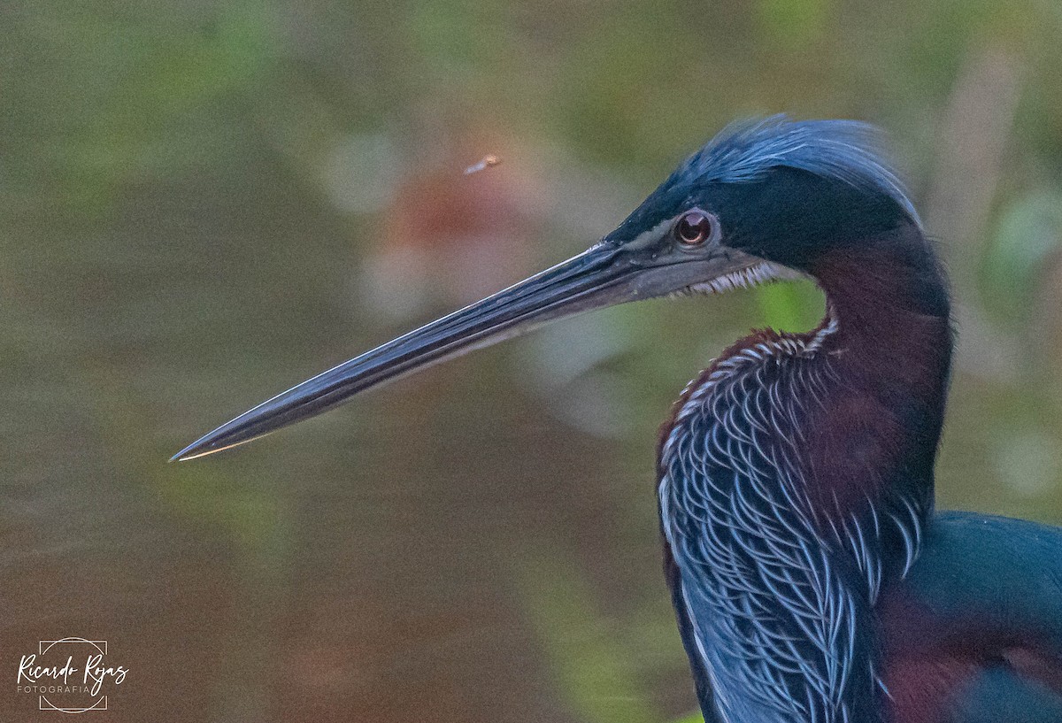 Agami Balıkçılı - ML645613100