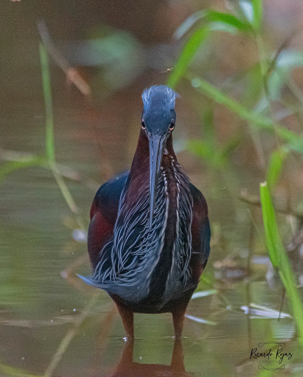 Agami Balıkçılı - ML645613101