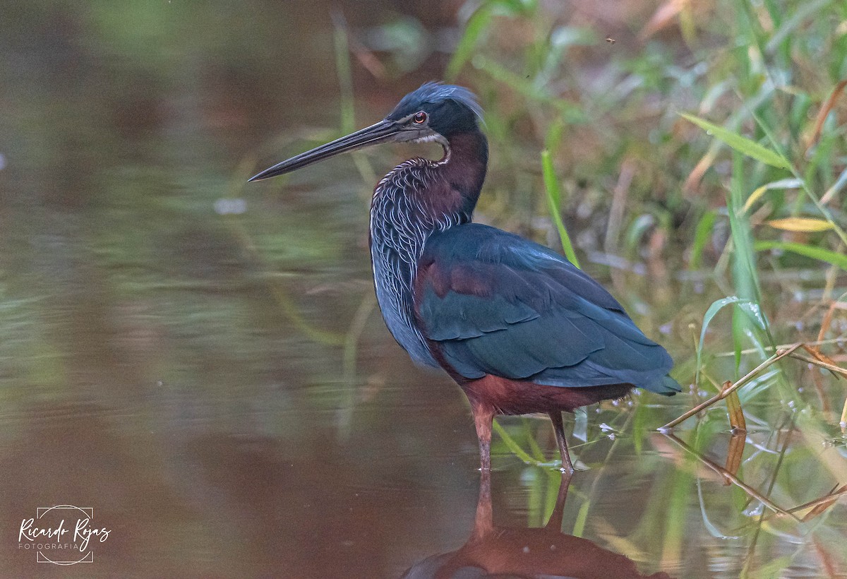 Agami Balıkçılı - ML645613103