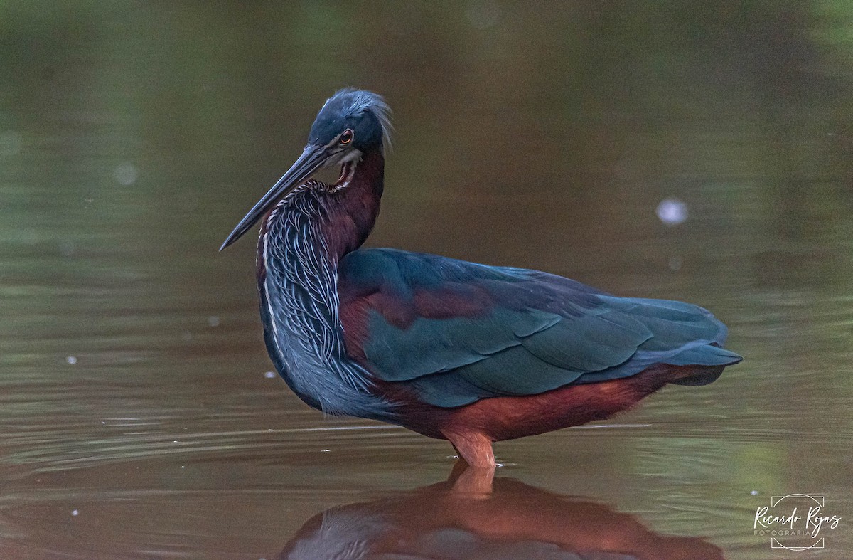 Agami Balıkçılı - ML645613104