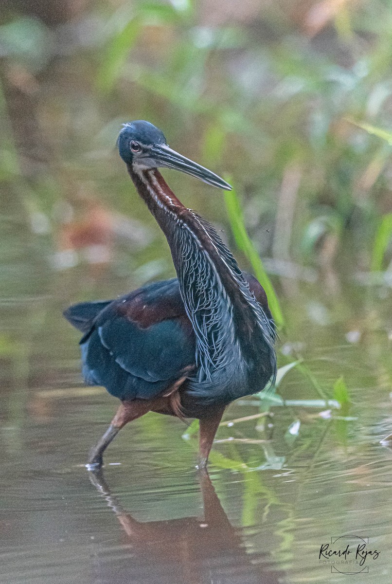 Agami Balıkçılı - ML645613105