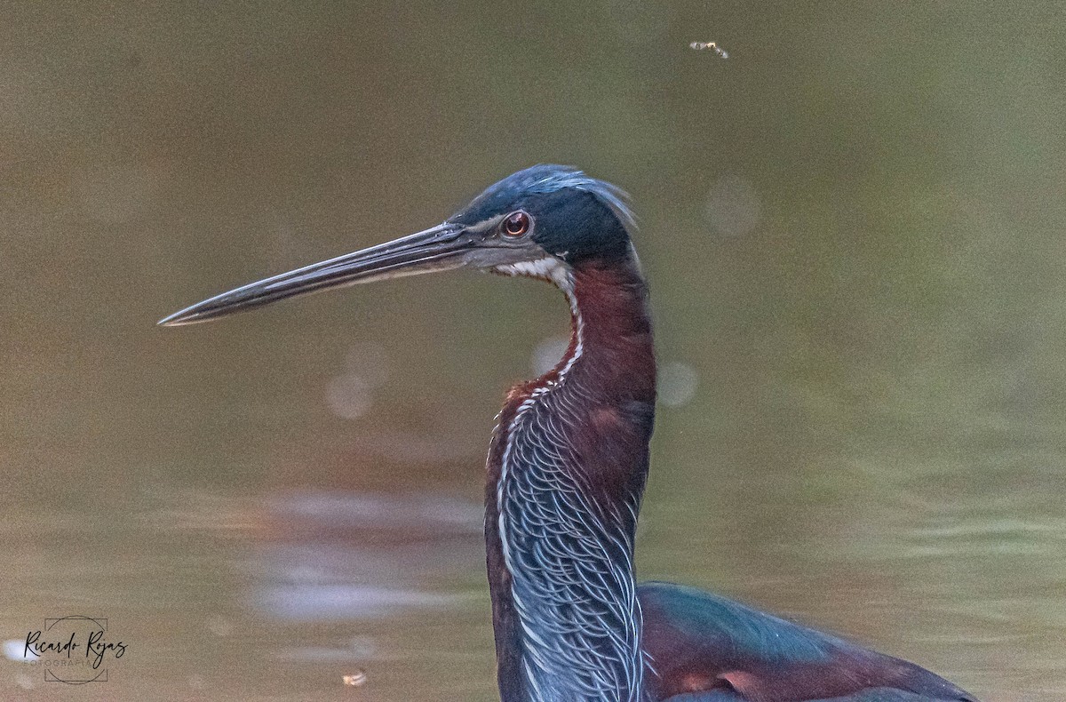 Agami Balıkçılı - ML645613106